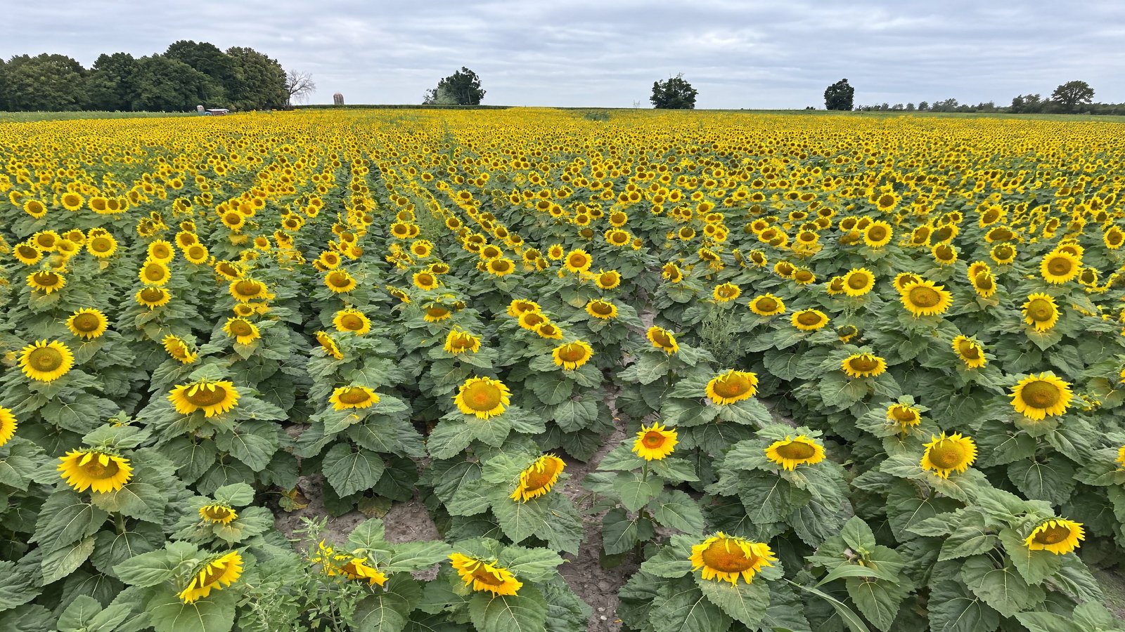 A sunflower field in full bloom under a grey summer sky